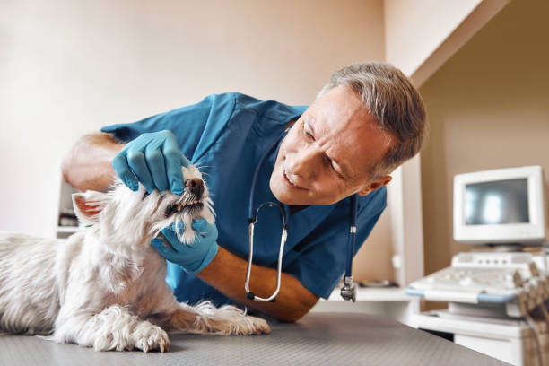 Best Affordable Emergency Dental Care  in Rock Port, MO